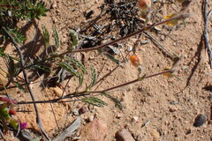 Hermannia althaeifolia