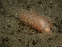 Facelina bostoniensis