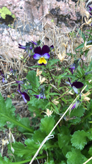 Viola tricolor