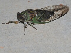 Neotibicen linnei