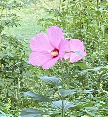 Hibiscus moscheutos