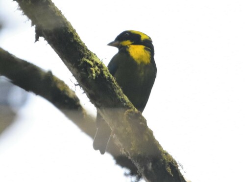 Gold-ringed Tanager (Bangsia aureocincta), photo 4