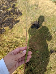 Sporobolus alterniflorus