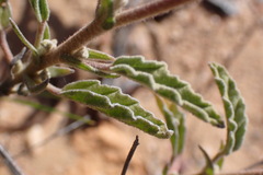 Hermannia althaeifolia