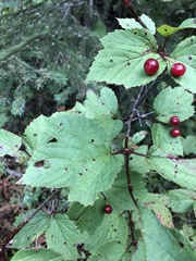 Viburnum edule