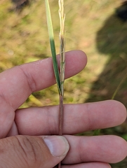 Sporobolus alterniflorus