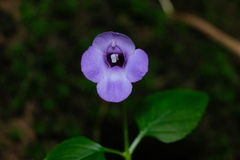Torenia concolor