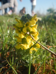 Calobota