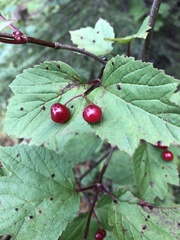 Viburnum edule