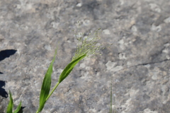 Panicum flexile