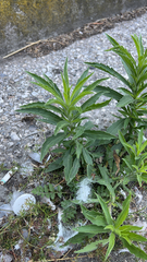 Erigeron sumatrensis