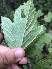 Viburnum edule