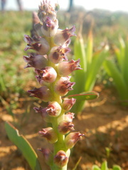 Lachenalia