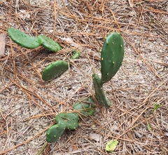 Opuntia mesacantha