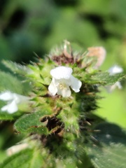 Galeopsis