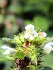 Galeopsis