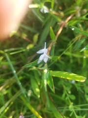 Diodia