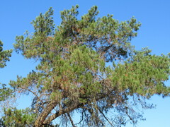 Pinus