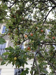 Malus sylvestris