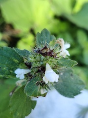 Galeopsis