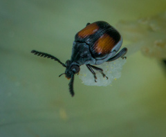 Megacerus discoidus