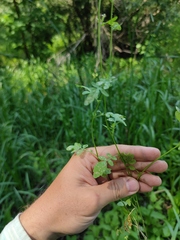 Rorippa brachycarpa