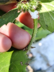 Galeopsis