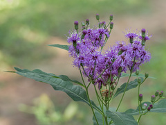 Vernonia gigantea