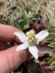 Anemopsis californica
