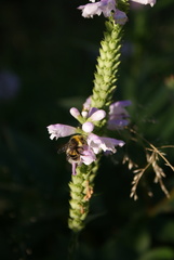 Bombus lucorum