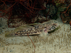 Gobius niger