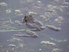 Pelophylax ridibundus