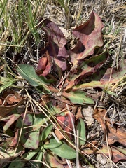Anemopsis californica