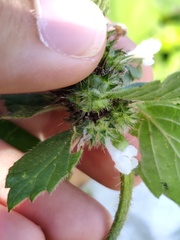 Galeopsis