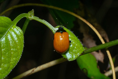 Chrysomelidae