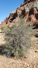 Amelanchier utahensis