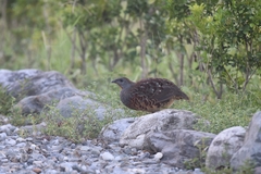 Bambusicola sonorivox