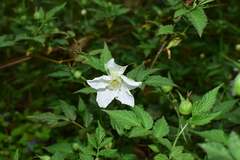 Rubus rosifolius