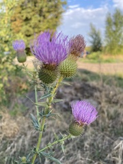 Cirsium serrulatum