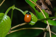 Chrysomelidae