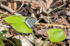 Celastrina lucia