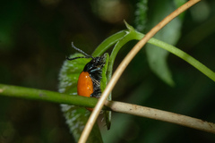 Chrysomelidae