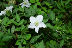 Rubus rosifolius