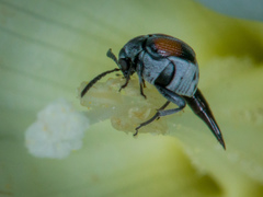 Megacerus discoidus