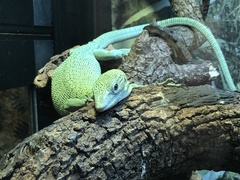 Varanus prasinus