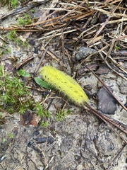 Apatelodes torrefacta