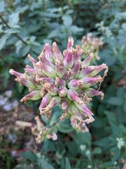 Saponaria officinalis