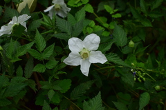 Rubus rosifolius