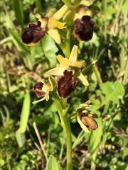 Ophrys sphegodes