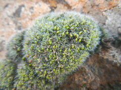 Grimmia
